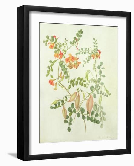 Colutea Arbordscens Media-Matilda Conyers-Framed Giclee Print