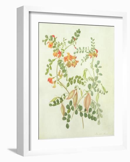 Colutea Arbordscens Media-Matilda Conyers-Framed Giclee Print