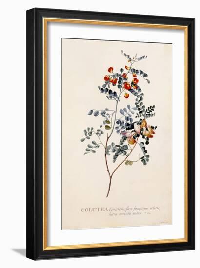 Colutea, C.1745-Georg Dionysius Ehret-Framed Giclee Print