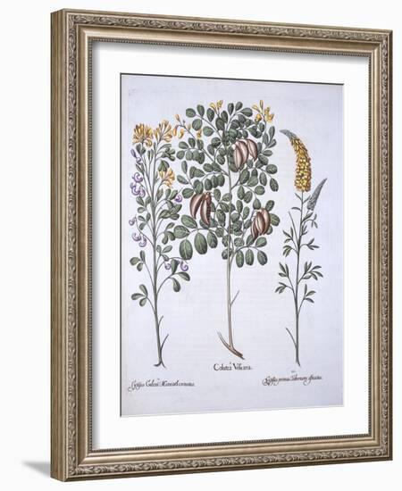 Colutea Tree and Cytisus Varieties, from 'Hortus Eystettensis', by Basil Besler (1561-1629), Pub. 1-German School-Framed Giclee Print