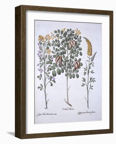 Colutea Tree and Cytisus Varieties, from 'Hortus Eystettensis', by Basil Besler (1561-1629), Pub. 1-German School-Framed Giclee Print