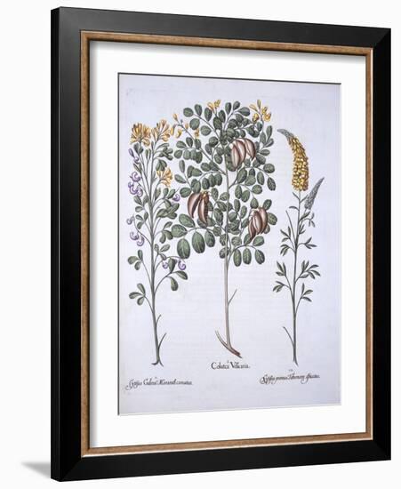 Colutea Tree and Cytisus Varieties, from 'Hortus Eystettensis', by Basil Besler (1561-1629), Pub. 1-German School-Framed Giclee Print