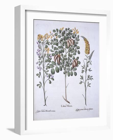 Colutea Tree and Cytisus Varieties, from 'Hortus Eystettensis', by Basil Besler (1561-1629), Pub. 1-German School-Framed Giclee Print