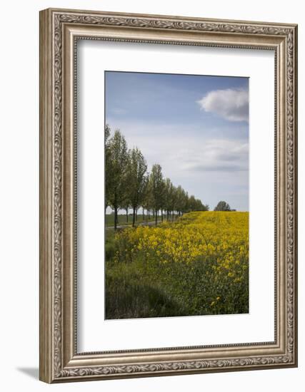 Colza Field in the Spring, Mecklenburg-Western Pomerania-Andrea Haase-Framed Photographic Print