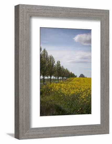 Colza Field in the Spring, Mecklenburg-Western Pomerania-Andrea Haase-Framed Photographic Print