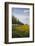 Colza Field in the Spring, Mecklenburg-Western Pomerania-Andrea Haase-Framed Photographic Print