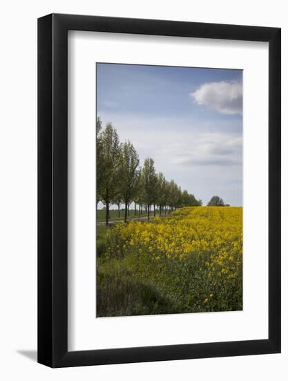 Colza Field in the Spring, Mecklenburg-Western Pomerania-Andrea Haase-Framed Photographic Print