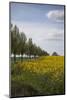 Colza Field in the Spring, Mecklenburg-Western Pomerania-Andrea Haase-Mounted Photographic Print