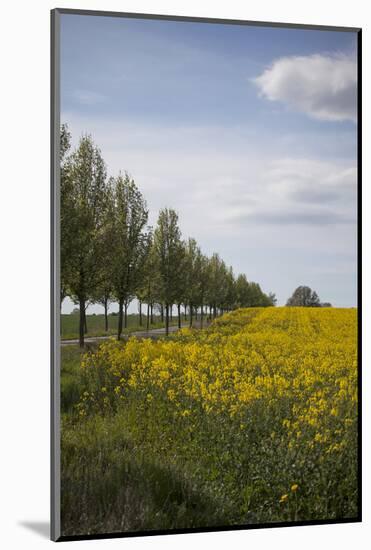 Colza Field in the Spring, Mecklenburg-Western Pomerania-Andrea Haase-Mounted Photographic Print