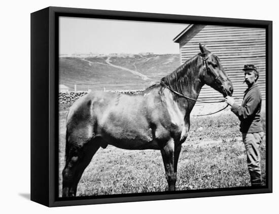 Comanche, Captain Keogh's Mount, the Only Survivor of Custer's Last Stand, 25th June 1876-null-Framed Premier Image Canvas