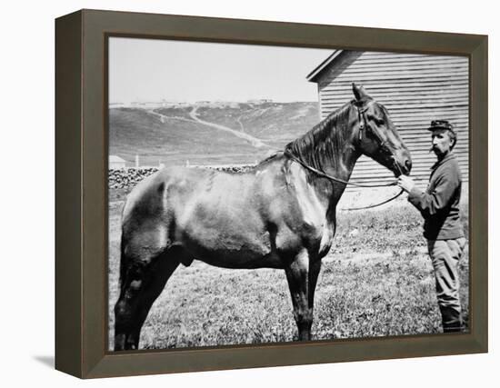 Comanche, Captain Keogh's Mount, the Only Survivor of Custer's Last Stand, 25th June 1876-null-Framed Premier Image Canvas