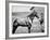 Comanche, Captain Keogh's Mount, the Only Survivor of Custer's Last Stand, 25th June 1876-null-Framed Photographic Print