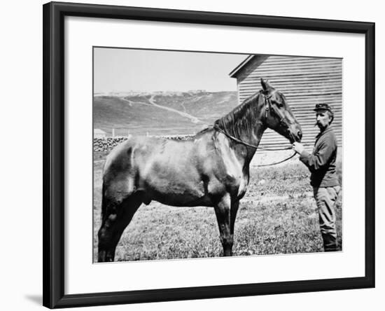 Comanche, Captain Keogh's Mount, the Only Survivor of Custer's Last Stand, 25th June 1876-null-Framed Photographic Print