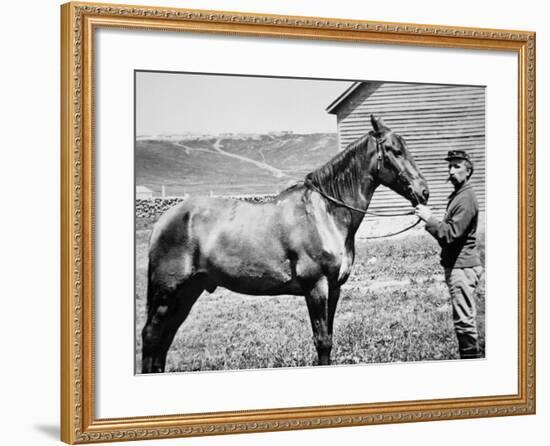 Comanche, Captain Keogh's Mount, the Only Survivor of Custer's Last Stand, 25th June 1876-null-Framed Photographic Print