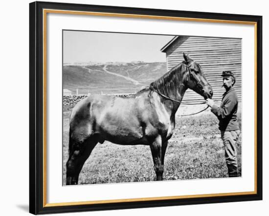 Comanche, Captain Keogh's Mount, the Only Survivor of Custer's Last Stand, 25th June 1876-null-Framed Photographic Print