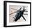 Comanche reconnaissance helicopter-null-Framed Premium Giclee Print