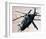 Comanche reconnaissance helicopter-null-Framed Art Print