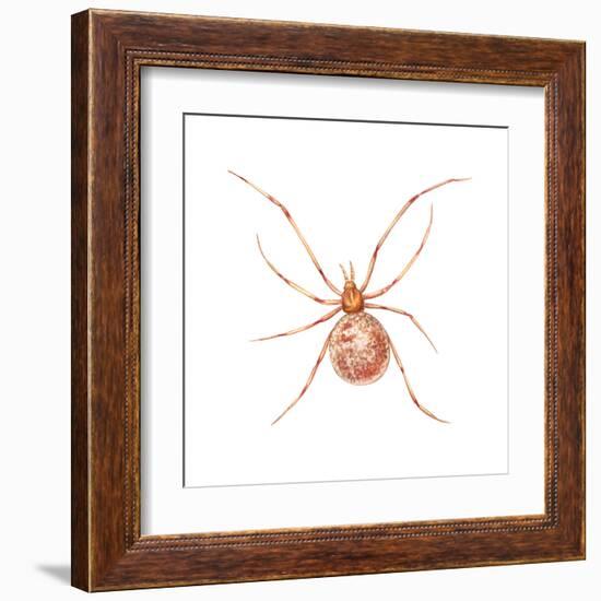 Comb-Footed Weaver (Theridion Tepidariorum), Spider, Arachnids-Encyclopaedia Britannica-Framed Art Print