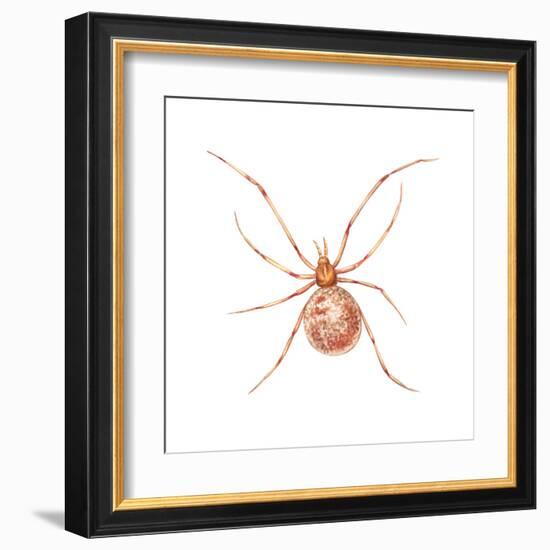 Comb-Footed Weaver (Theridion Tepidariorum), Spider, Arachnids-Encyclopaedia Britannica-Framed Art Print