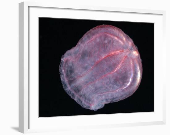 Comb Jelly (Beroe Cucumis), Deep Sea Atlantic Ocean-David Shale-Framed Photographic Print