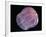 Comb Jelly (Beroe Cucumis), Deep Sea Atlantic Ocean-David Shale-Framed Photographic Print