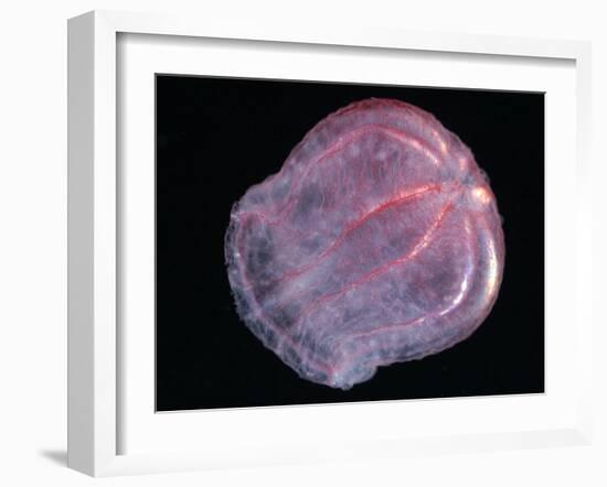 Comb Jelly (Beroe Cucumis), Deep Sea Atlantic Ocean-David Shale-Framed Photographic Print