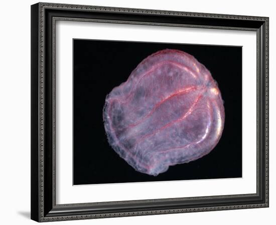 Comb Jelly (Beroe Cucumis), Deep Sea Atlantic Ocean-David Shale-Framed Photographic Print