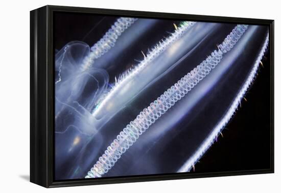 Comb Jelly, Close Up-Alexander Semenov-Framed Premier Image Canvas