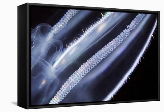 Comb Jelly, Close Up-Alexander Semenov-Framed Premier Image Canvas