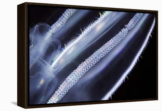 Comb Jelly, Close Up-Alexander Semenov-Framed Premier Image Canvas