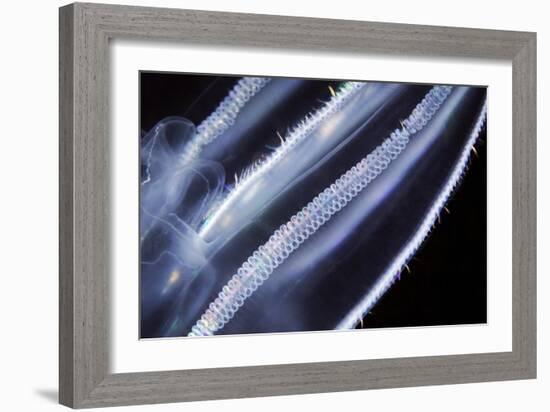 Comb Jelly, Close Up-Alexander Semenov-Framed Photographic Print