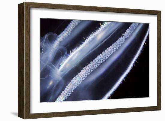 Comb Jelly, Close Up-Alexander Semenov-Framed Photographic Print