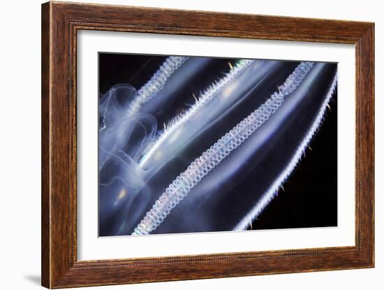 Comb Jelly, Close Up-Alexander Semenov-Framed Photographic Print