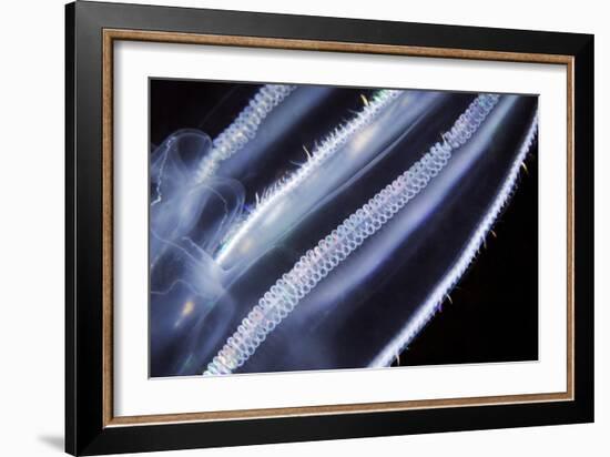 Comb Jelly, Close Up-Alexander Semenov-Framed Photographic Print