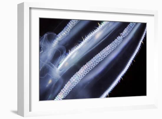 Comb Jelly, Close Up-Alexander Semenov-Framed Photographic Print