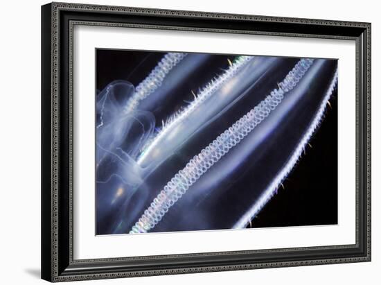 Comb Jelly, Close Up-Alexander Semenov-Framed Photographic Print