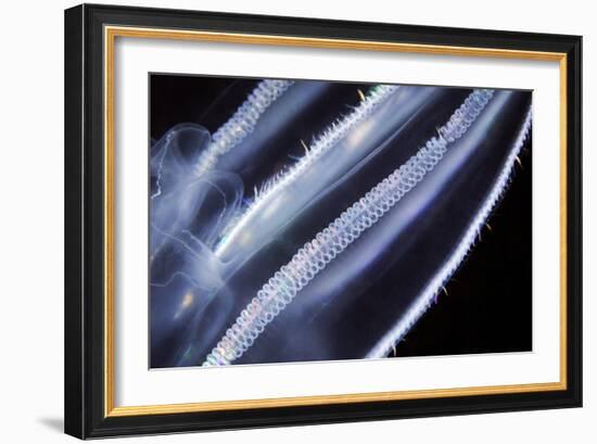 Comb Jelly, Close Up-Alexander Semenov-Framed Photographic Print