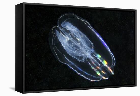 Comb Jelly-Alexander Semenov-Framed Premier Image Canvas