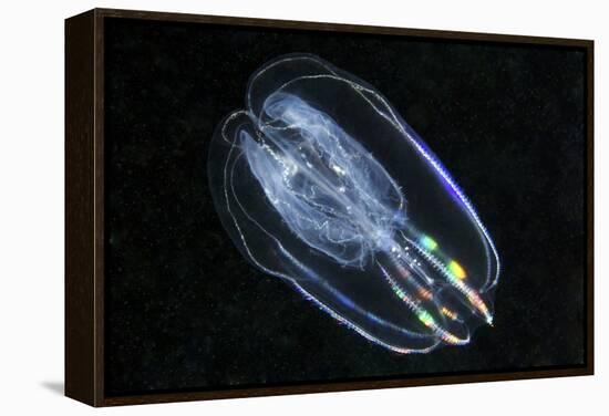 Comb Jelly-Alexander Semenov-Framed Premier Image Canvas