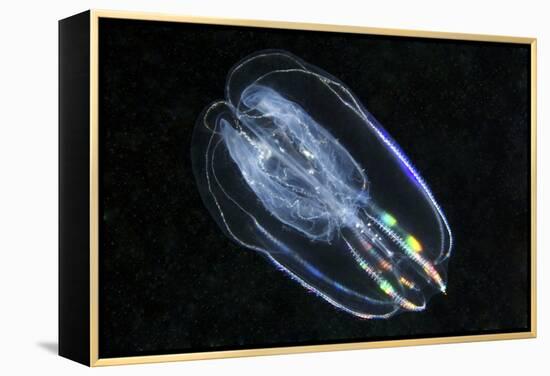 Comb Jelly-Alexander Semenov-Framed Premier Image Canvas