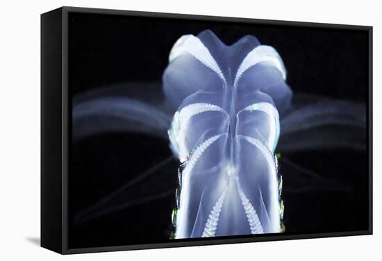 Comb Jelly-Alexander Semenov-Framed Premier Image Canvas