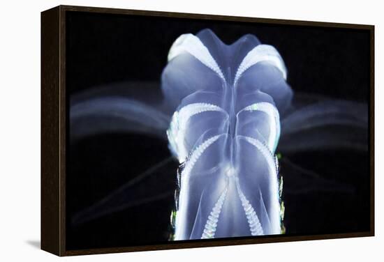 Comb Jelly-Alexander Semenov-Framed Premier Image Canvas