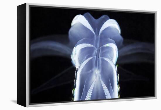 Comb Jelly-Alexander Semenov-Framed Premier Image Canvas