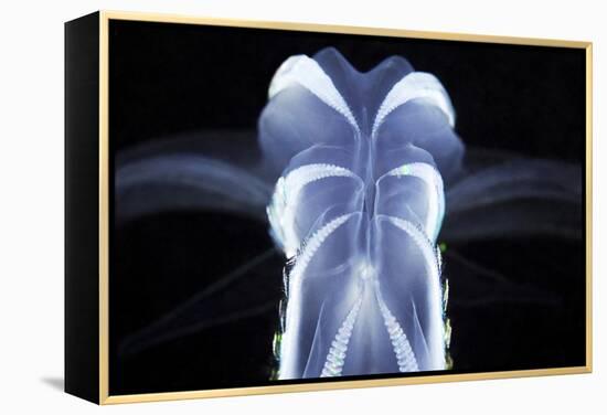 Comb Jelly-Alexander Semenov-Framed Premier Image Canvas