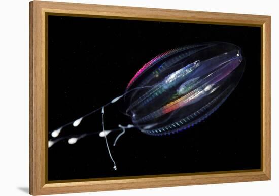 Comb Jelly-Alexander Semenov-Framed Premier Image Canvas