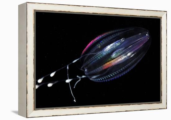 Comb Jelly-Alexander Semenov-Framed Premier Image Canvas