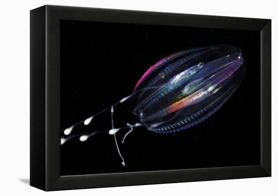 Comb Jelly-Alexander Semenov-Framed Premier Image Canvas