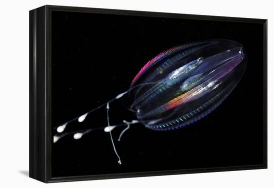 Comb Jelly-Alexander Semenov-Framed Premier Image Canvas