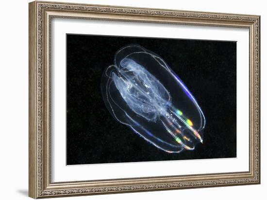 Comb Jelly-Alexander Semenov-Framed Photographic Print