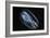 Comb Jelly-Alexander Semenov-Framed Photographic Print